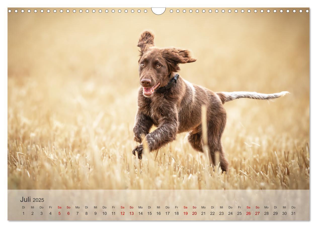 Bild: 9783457145739 | Der kleine Münsterländer (Wandkalender 2025 DIN A3 quer), CALVENDO...