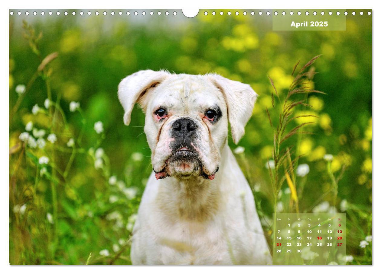 Bild: 9783435179558 | Einmal Boxer - immer Boxer (Wandkalender 2025 DIN A3 quer),...