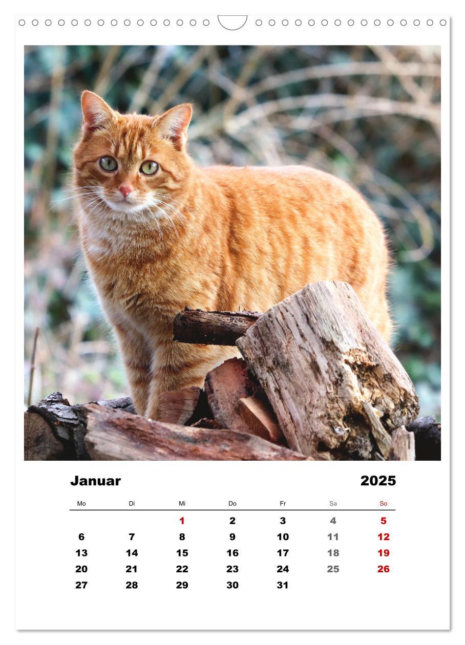 Bild: 9783435927937 | Bauernhoftiere, ganz nah dran (Wandkalender 2025 DIN A3 hoch),...