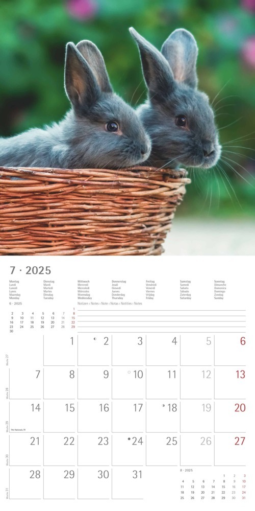 Bild: 4251732340766 | Alpha Edition - Kaninchen 2025 Broschürenkalender, 30x30cm,...