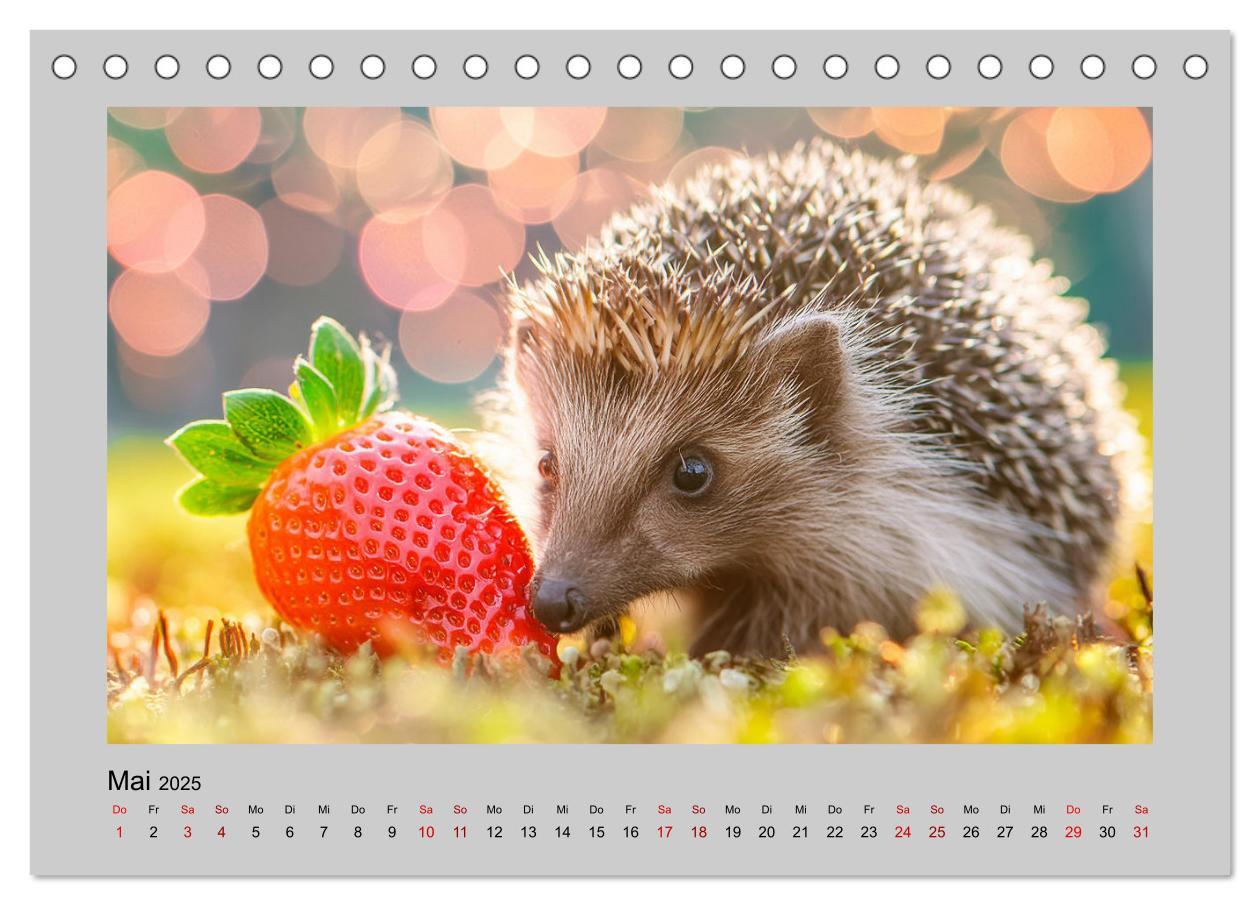 Bild: 9783435516230 | Mein Igel-Kalender (Tischkalender 2025 DIN A5 quer), CALVENDO...