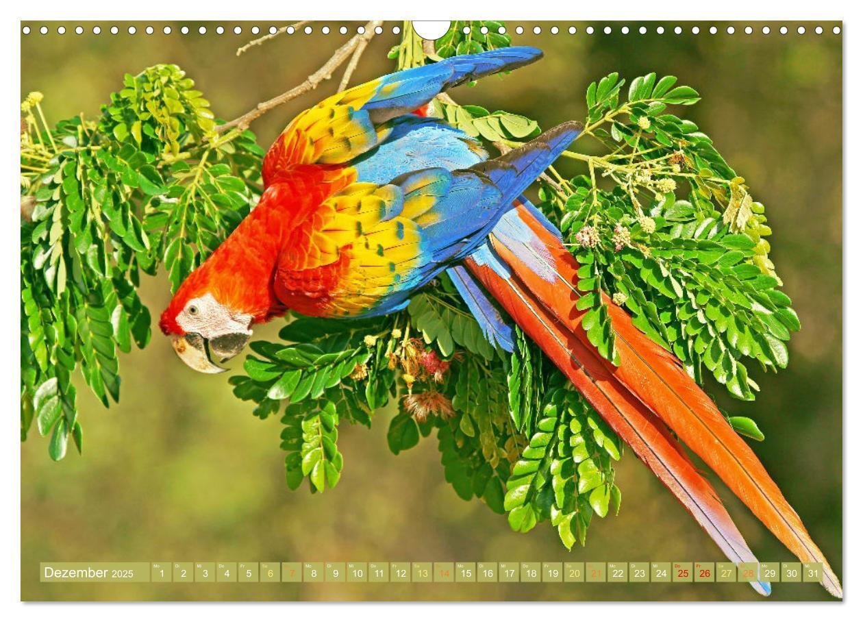 Bild: 9783383777998 | Papageien: Farbenpracht im Flug (Wandkalender 2025 DIN A3 quer),...