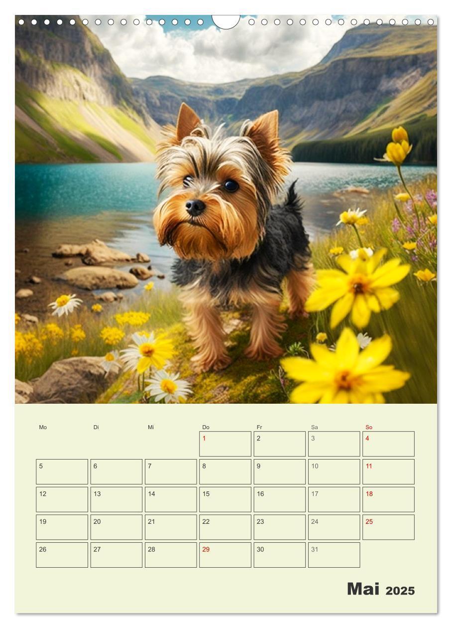 Bild: 9783435873715 | Yorkshire Terrier. Fröhliche Energiebündel in Aktion (Wandkalender...