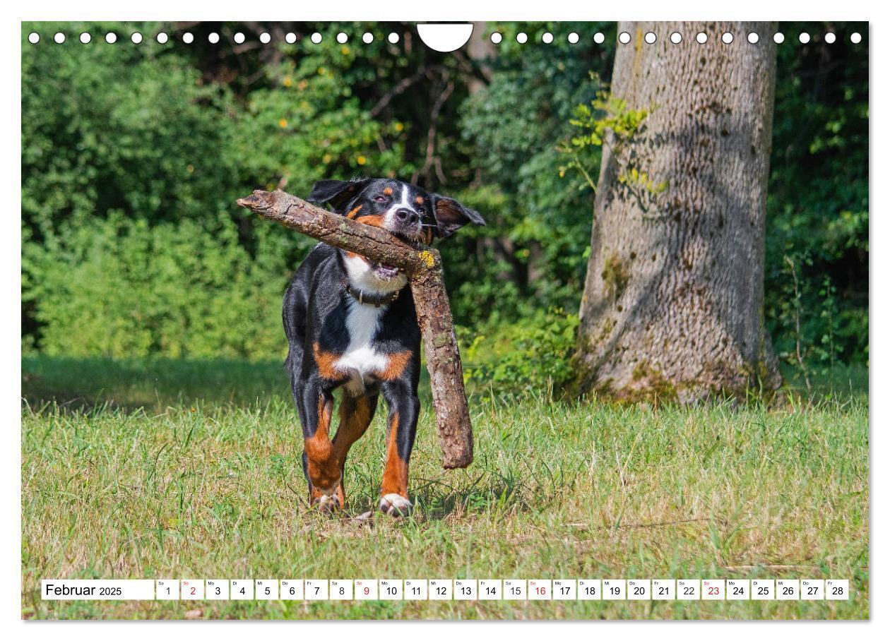 Bild: 9783435112890 | Appenzeller Sennenhund - Ein Schweizer auf 4 Pfoten (Wandkalender...