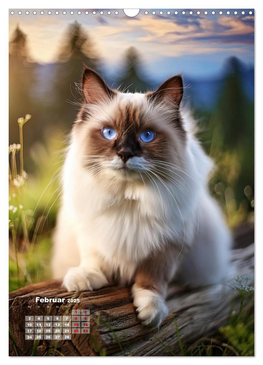 Bild: 9783383833311 | Pfotenabenteuer - Ragdolls in der Natur (Wandkalender 2025 DIN A3...