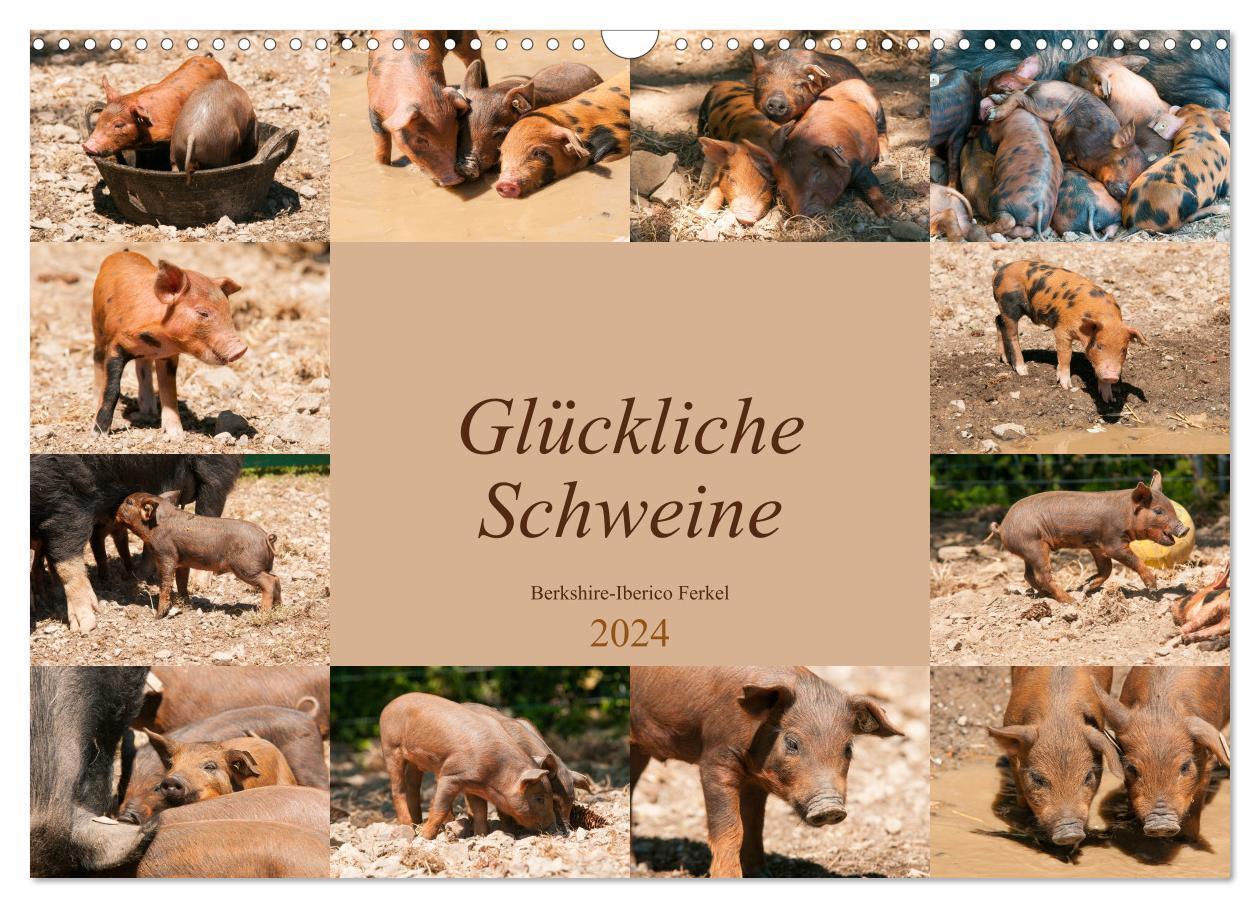 Cover: 9783675858343 | Glückliche Schweine Berkshire-Iberico Ferkel (Wandkalender 2024 DIN...