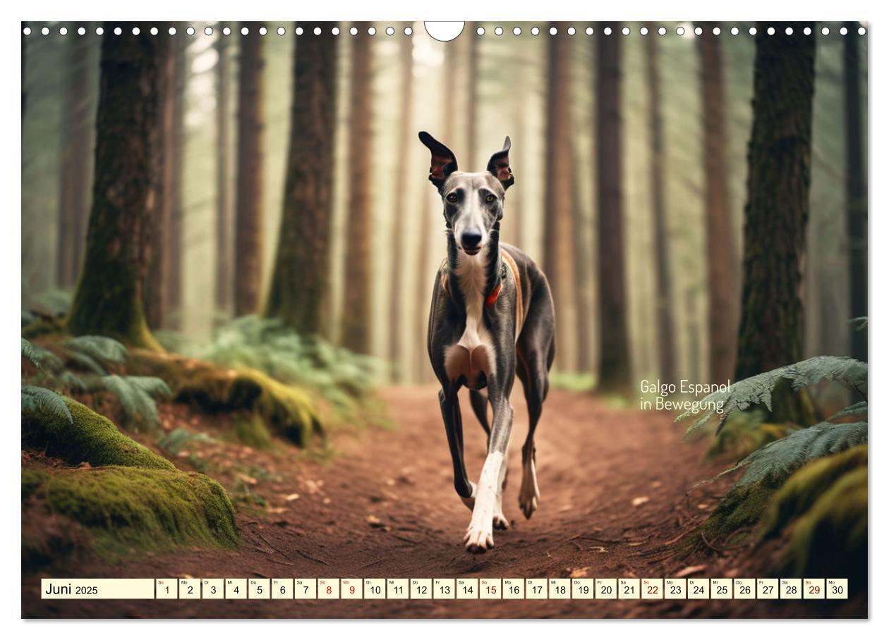 Bild: 9783457162095 | Windhunde im Portrait (Wandkalender 2025 DIN A3 quer), CALVENDO...