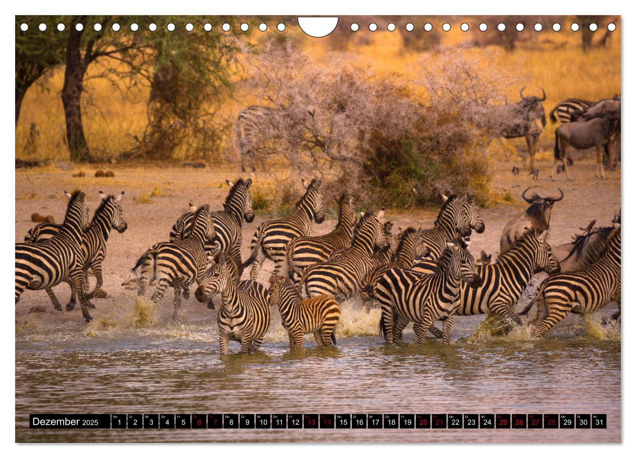 Bild: 9783435342563 | Tansania - Tierwanderung in der Serengeti (Wandkalender 2025 DIN A4...