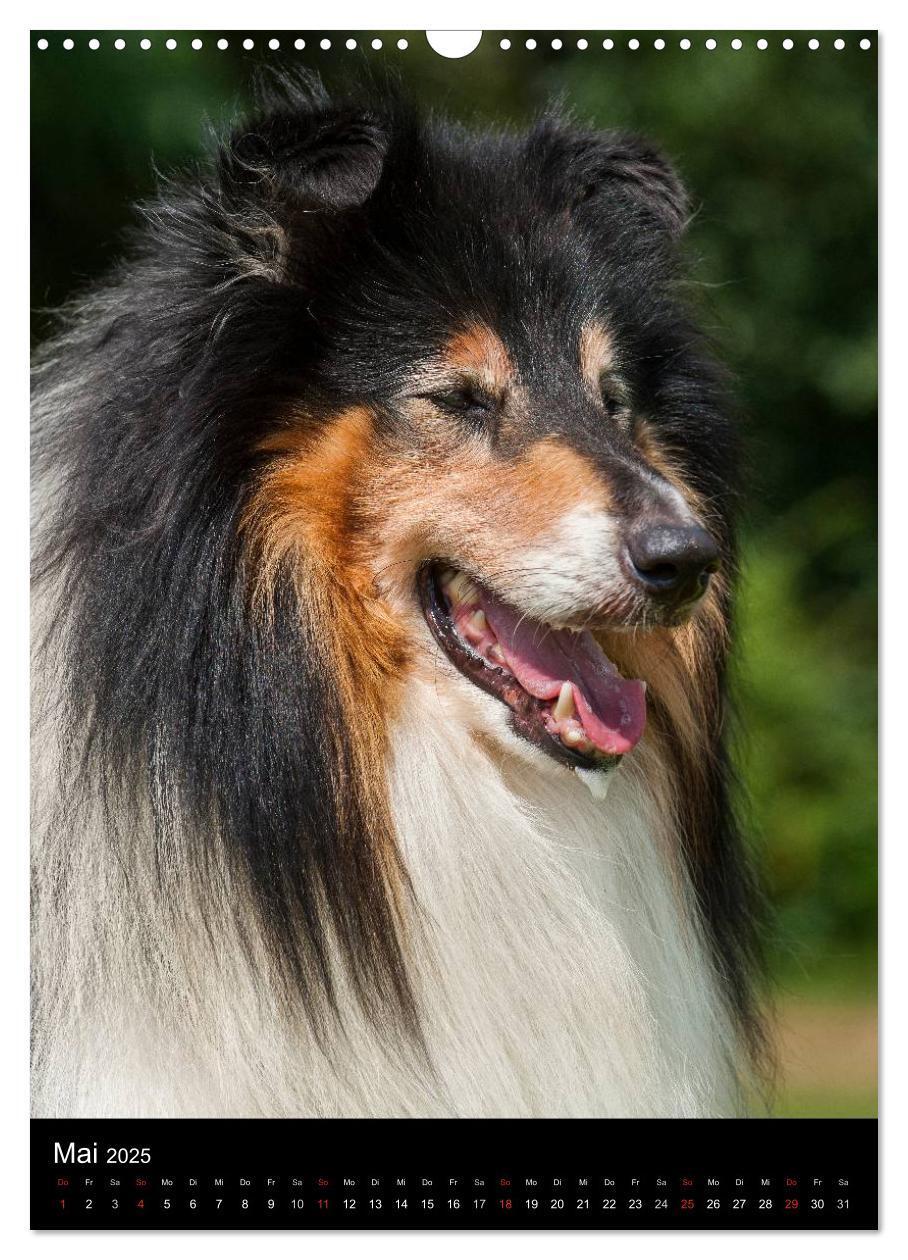 Bild: 9783457072677 | Collie 2025 (Wandkalender 2025 DIN A3 hoch), CALVENDO Monatskalender