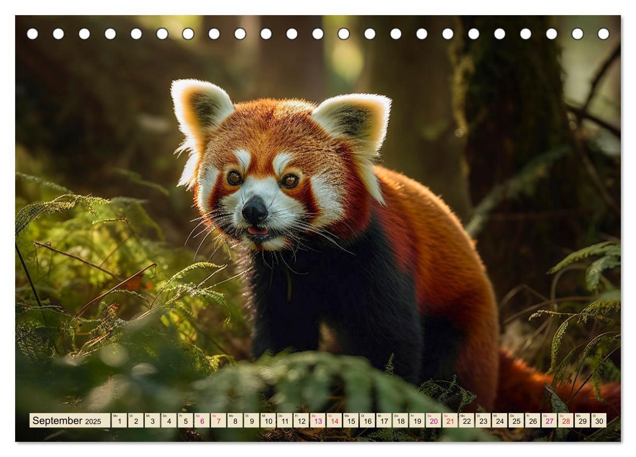 Bild: 9783383905902 | Roter Panda - gefährdeter Katzenbär (Tischkalender 2025 DIN A5...