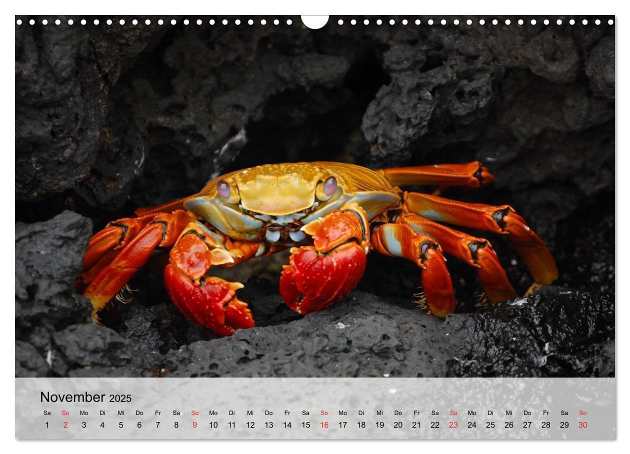 Bild: 9783435590285 | Krabben. Lustige Aliens (Wandkalender 2025 DIN A3 quer), CALVENDO...