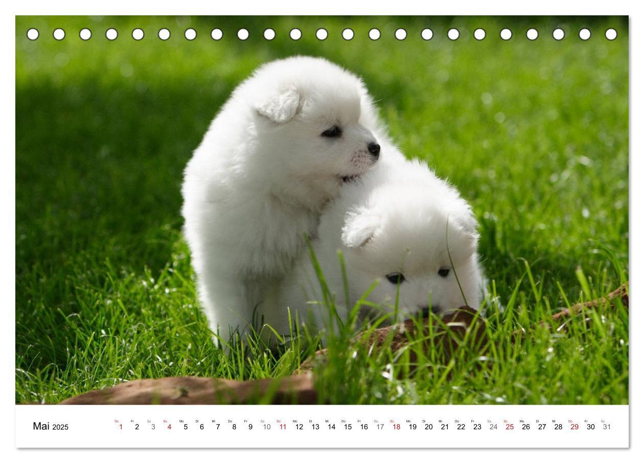 Bild: 9783435718276 | Samojeden Welpen (Tischkalender 2025 DIN A5 quer), CALVENDO...