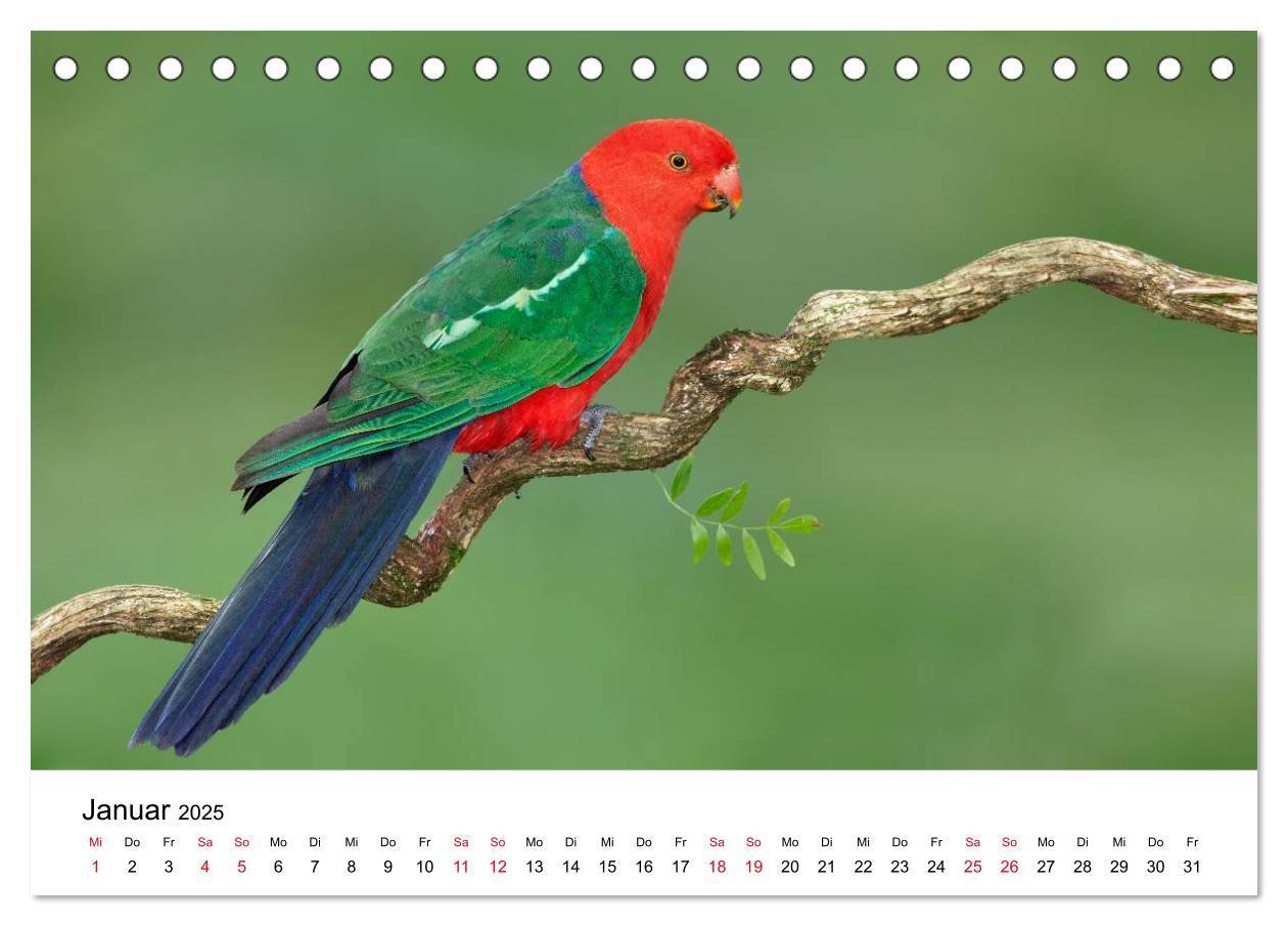 Bild: 9783435612239 | Australische Papageien (Tischkalender 2025 DIN A5 quer), CALVENDO...