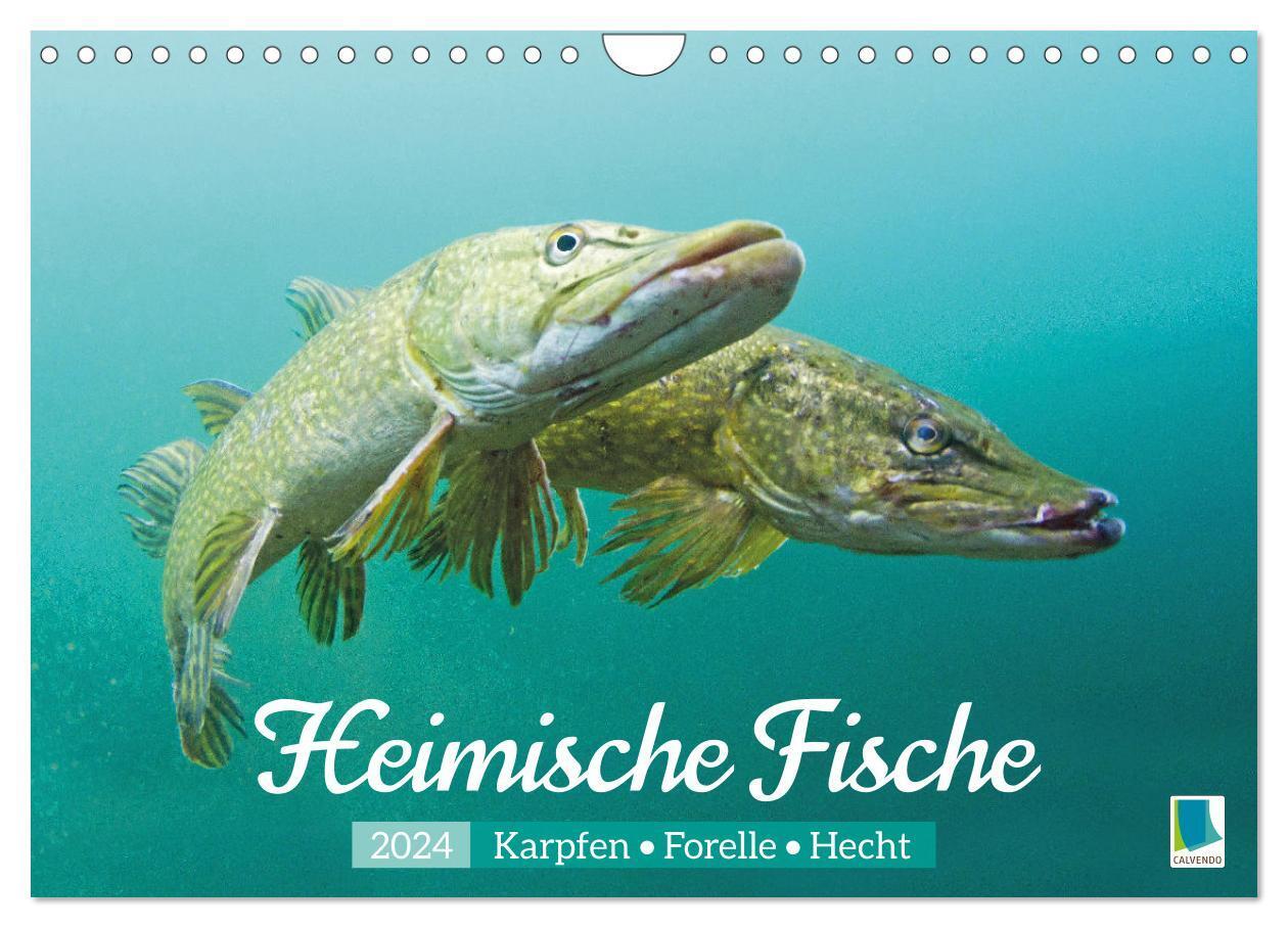 Cover: 9783383684807 | Heimische Fische: Karpfen, Forelle, Hecht (Wandkalender 2024 DIN A4...