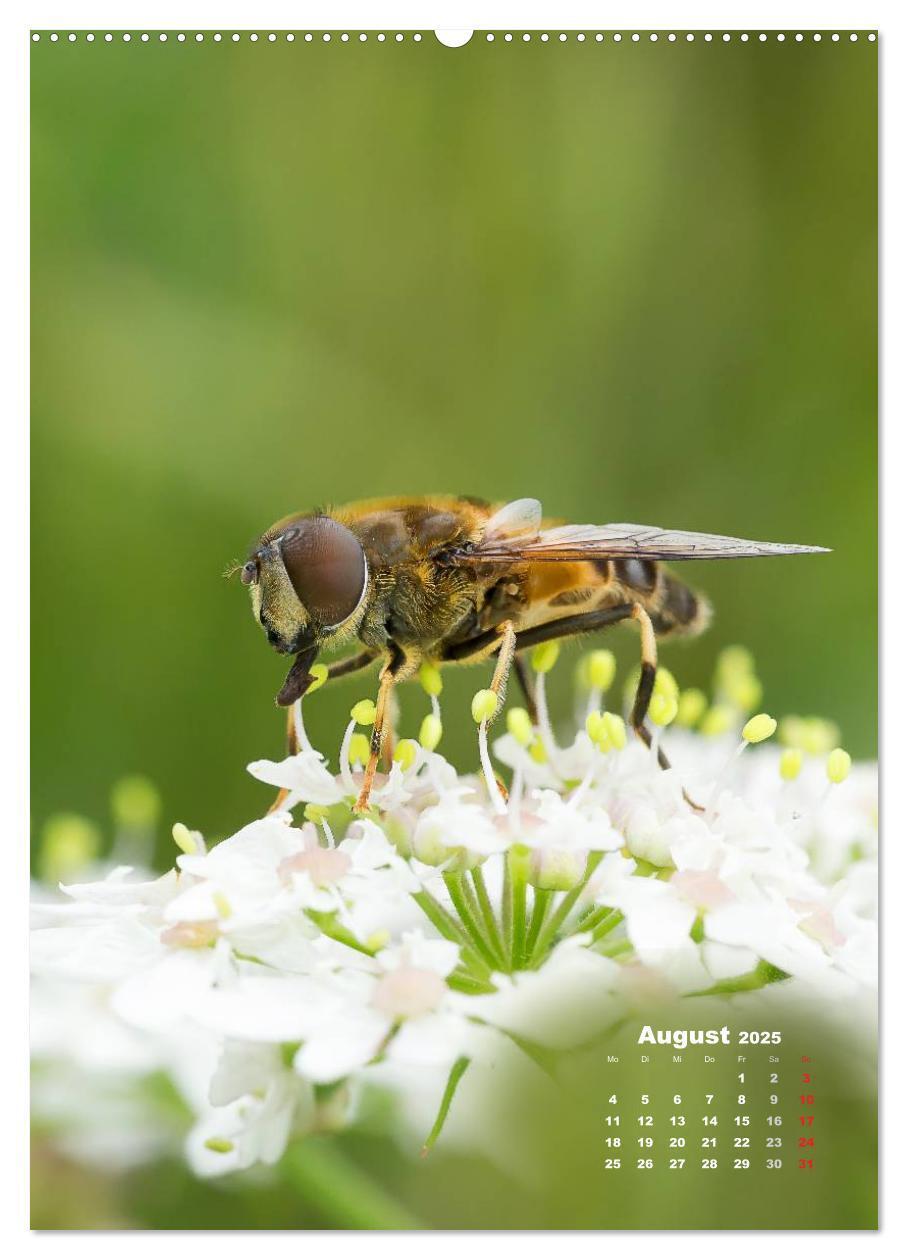 Bild: 9783457036365 | Ein Spaziergang über eine Sommerwiese (hochwertiger Premium...