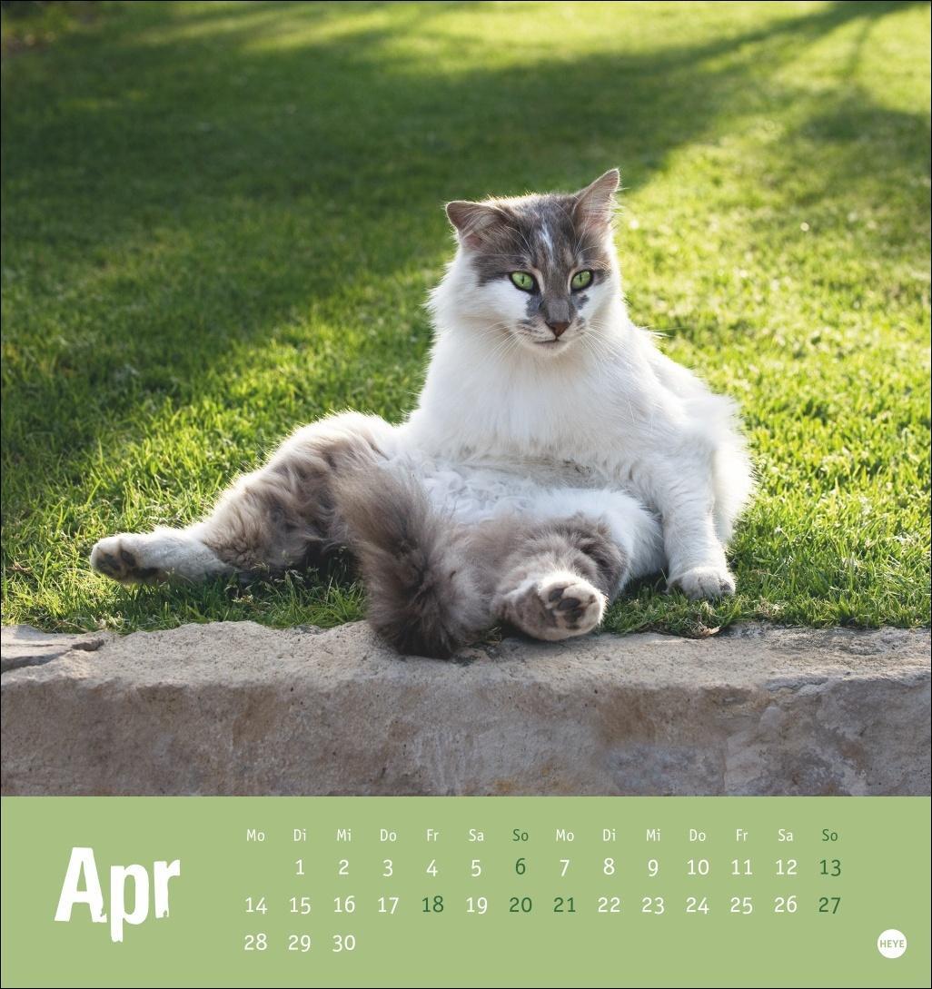 Bild: 9783756407088 | Tierisch entspannte Katzen Postkartenkalender 2025 | Heye | Kalender