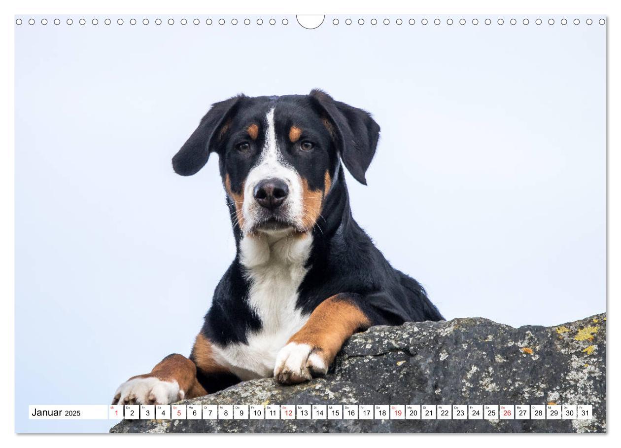 Bild: 9783435332892 | Großer Schweizer Sennenhund (Wandkalender 2025 DIN A3 quer),...