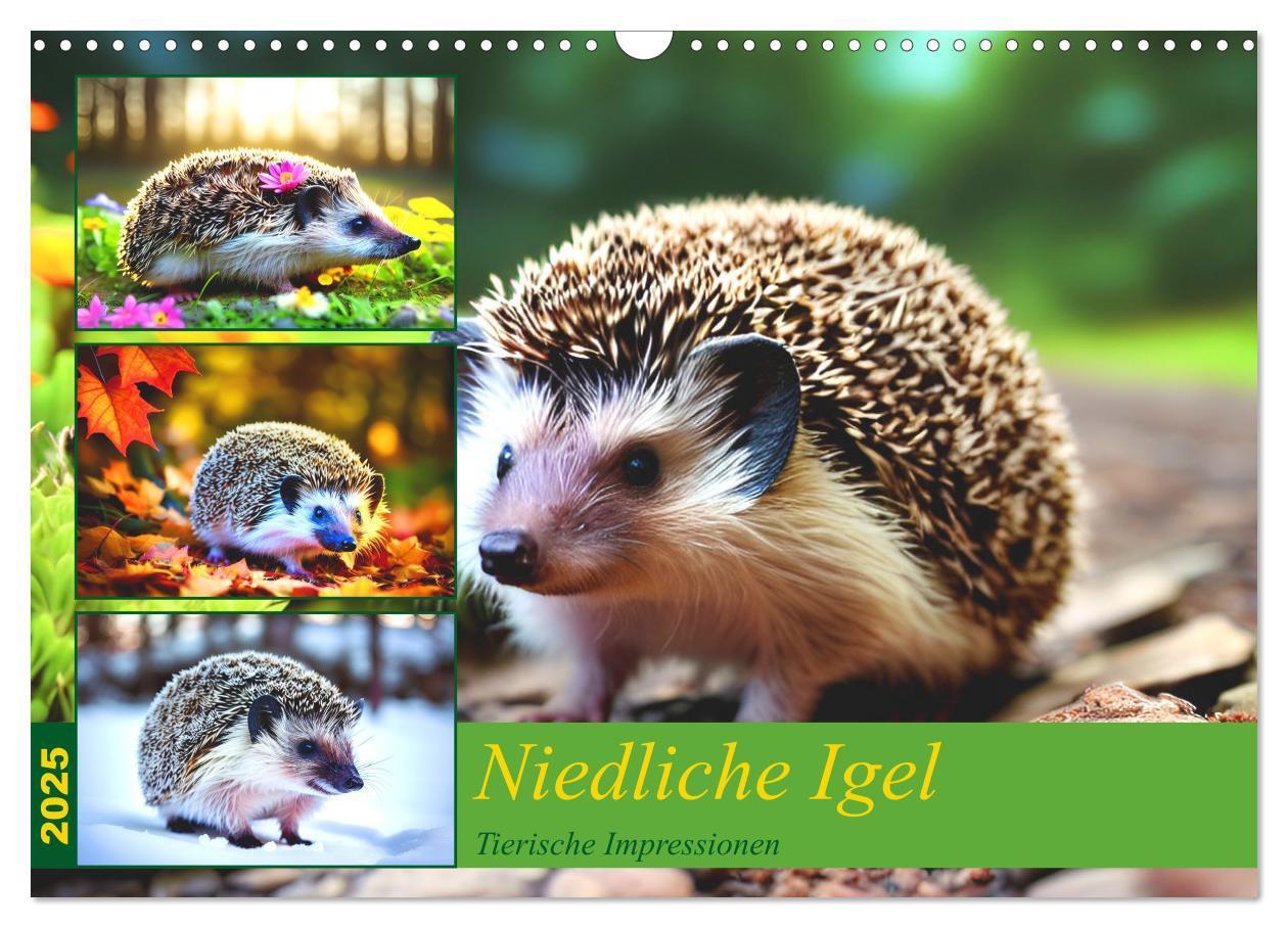 Cover: 9783383868726 | Niedliche Igel (Wandkalender 2025 DIN A3 quer), CALVENDO...