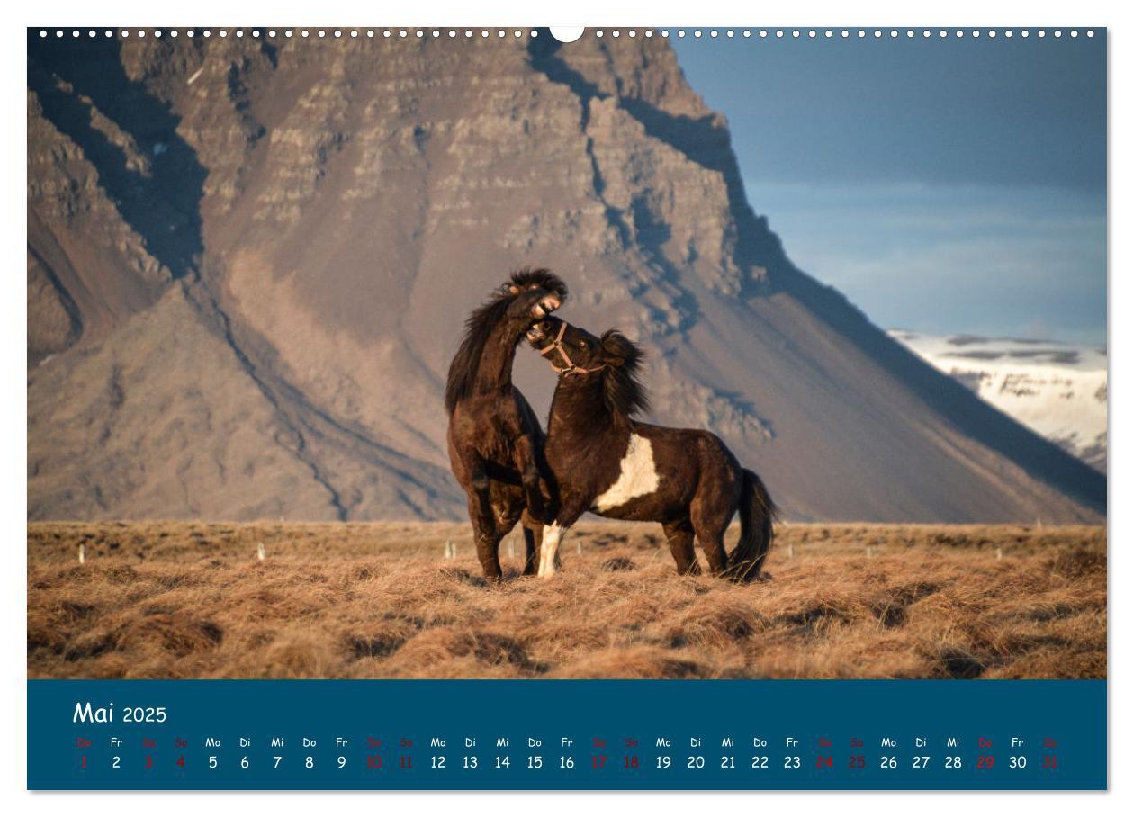 Bild: 9783435071364 | Das Islandpferd (Wandkalender 2025 DIN A2 quer), CALVENDO...