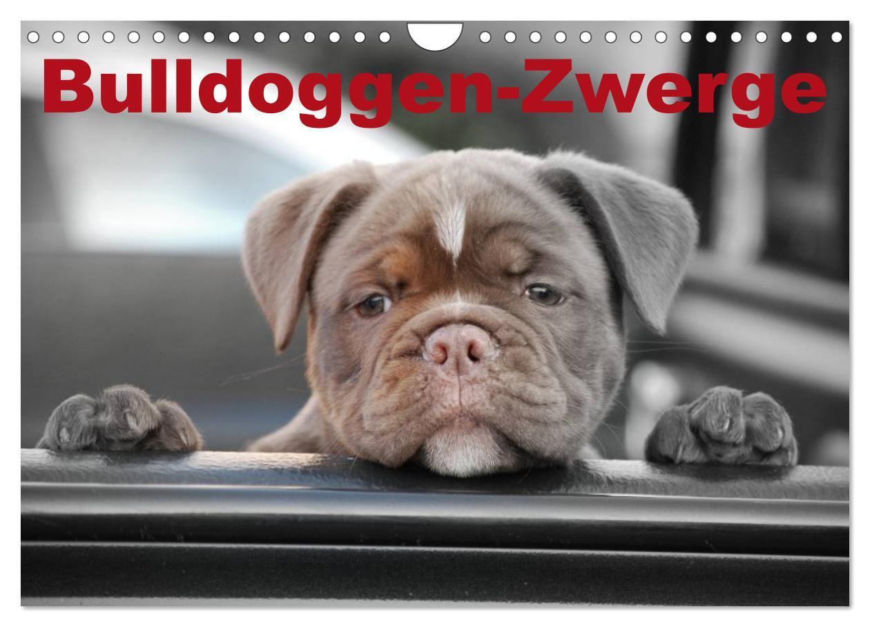 Cover: 9783435761524 | Bulldoggen-Zwerge (Wandkalender 2025 DIN A4 quer), CALVENDO...