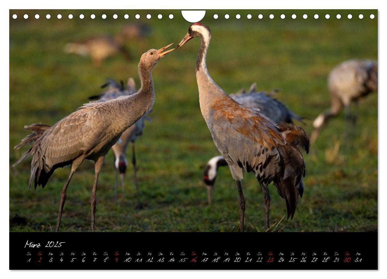 Bild: 9783435817054 | Kraniche - Vögel des Glücks (Wandkalender 2025 DIN A4 quer),...