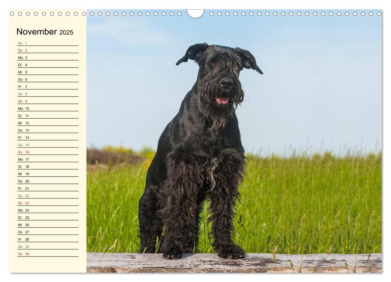 Bild: 9783435545049 | Treuer Freund Riesenschnauzer (Wandkalender 2025 DIN A3 quer),...