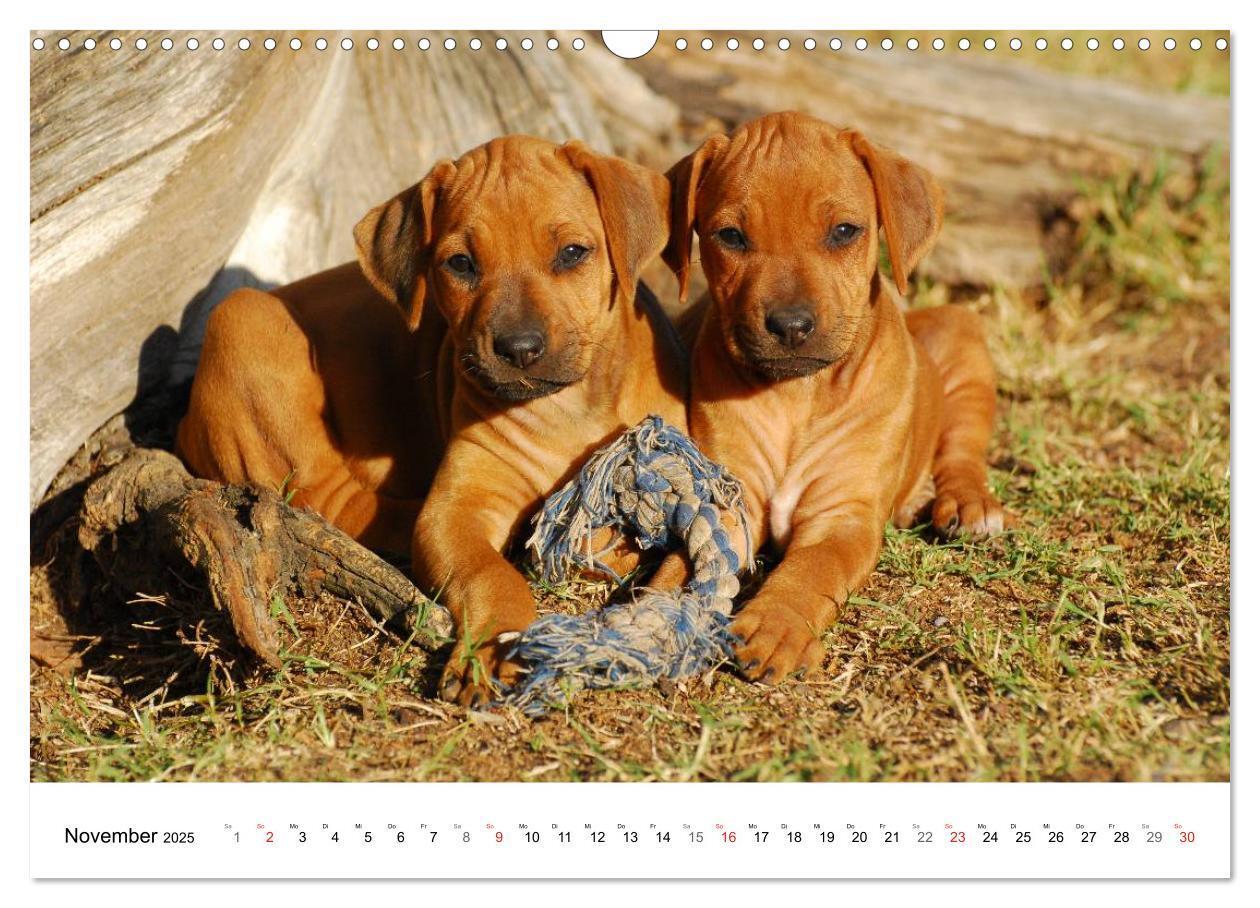 Bild: 9783435623518 | Rhodesian Ridgeback Welpen (Wandkalender 2025 DIN A3 quer),...