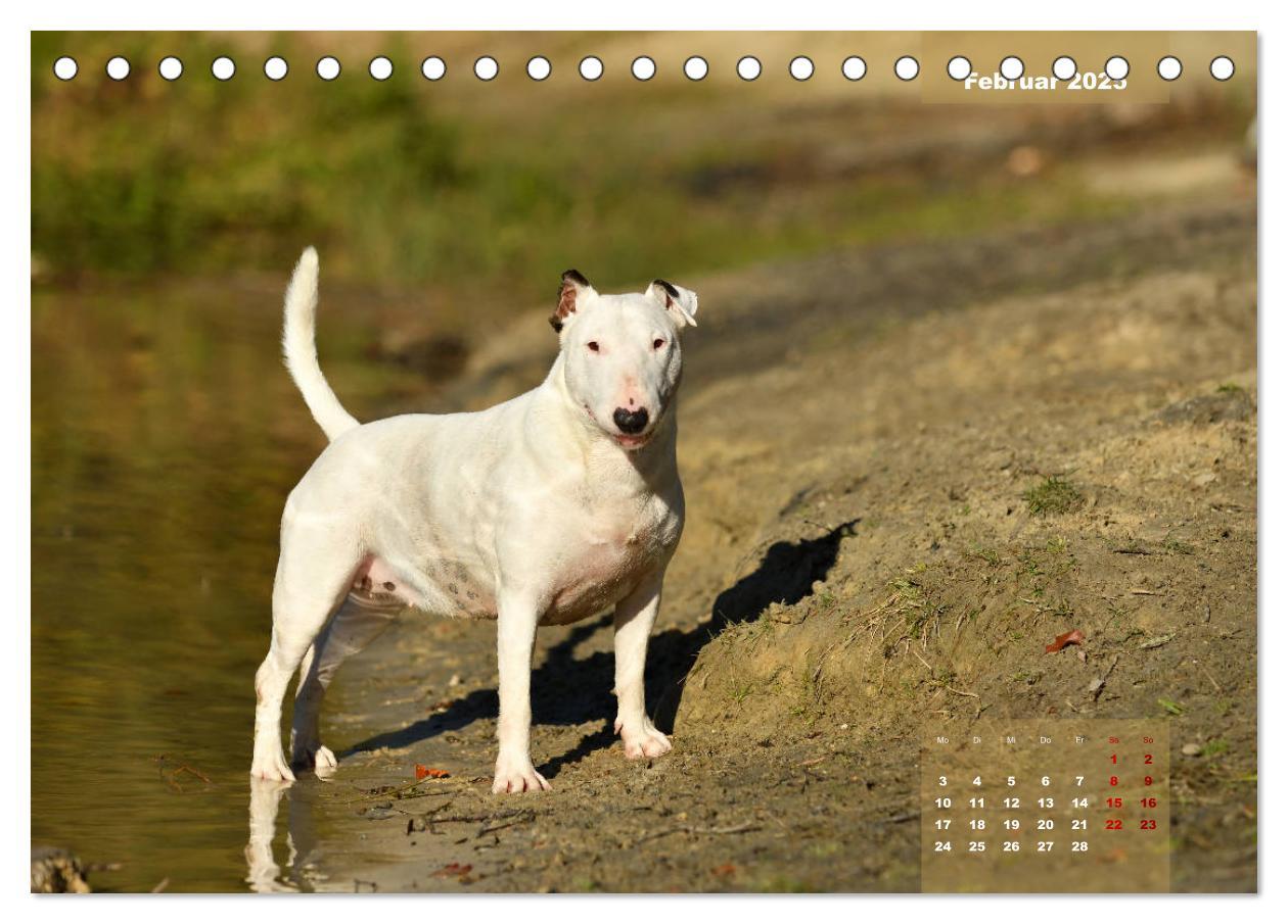 Bild: 9783435340330 | Bullterrier 2025 Frech und fröhlich durch das Jahr (Tischkalender...