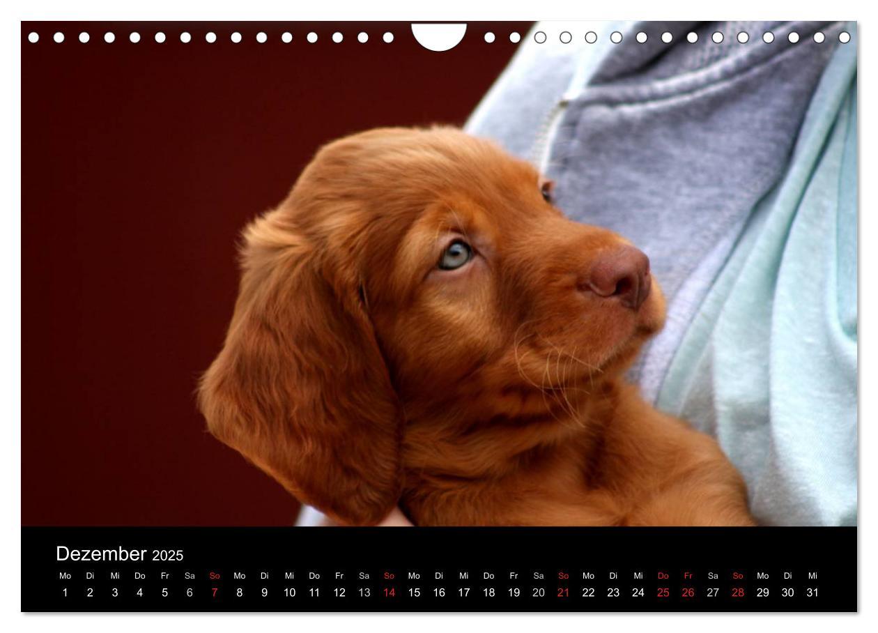 Bild: 9783435767625 | Magyar Vizsla Welpen (Wandkalender 2025 DIN A4 quer), CALVENDO...