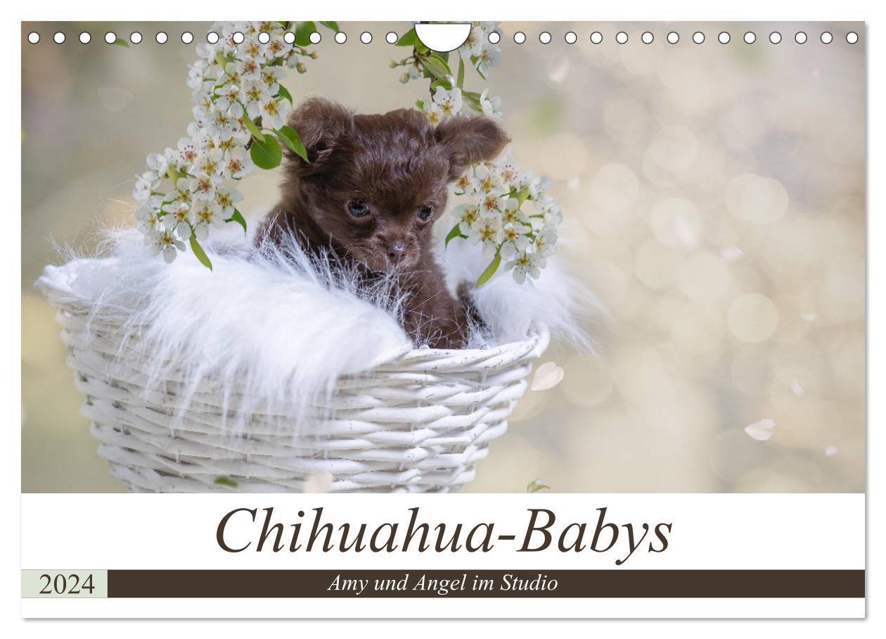 Cover: 9783383061653 | Chihuahua-Babys - Amy und Angel im Studio (Wandkalender 2024 DIN A4...