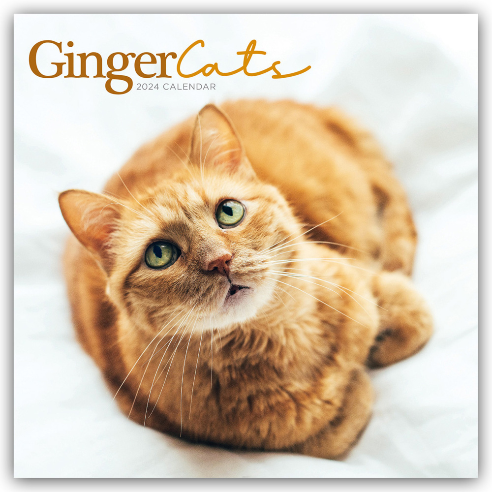 Cover: 9781529836509 | Ginger Cats - Rothaarige Katzen 2024 | Carousel Calendar | Kalender