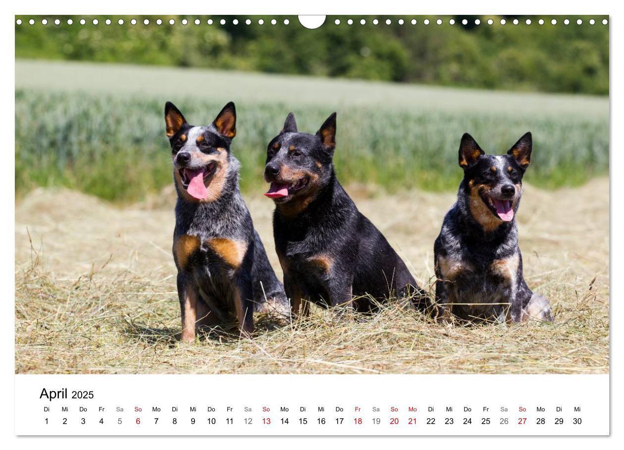 Bild: 9783435704736 | Faszinierende Australian Cattle Dogs (Wandkalender 2025 DIN A3...