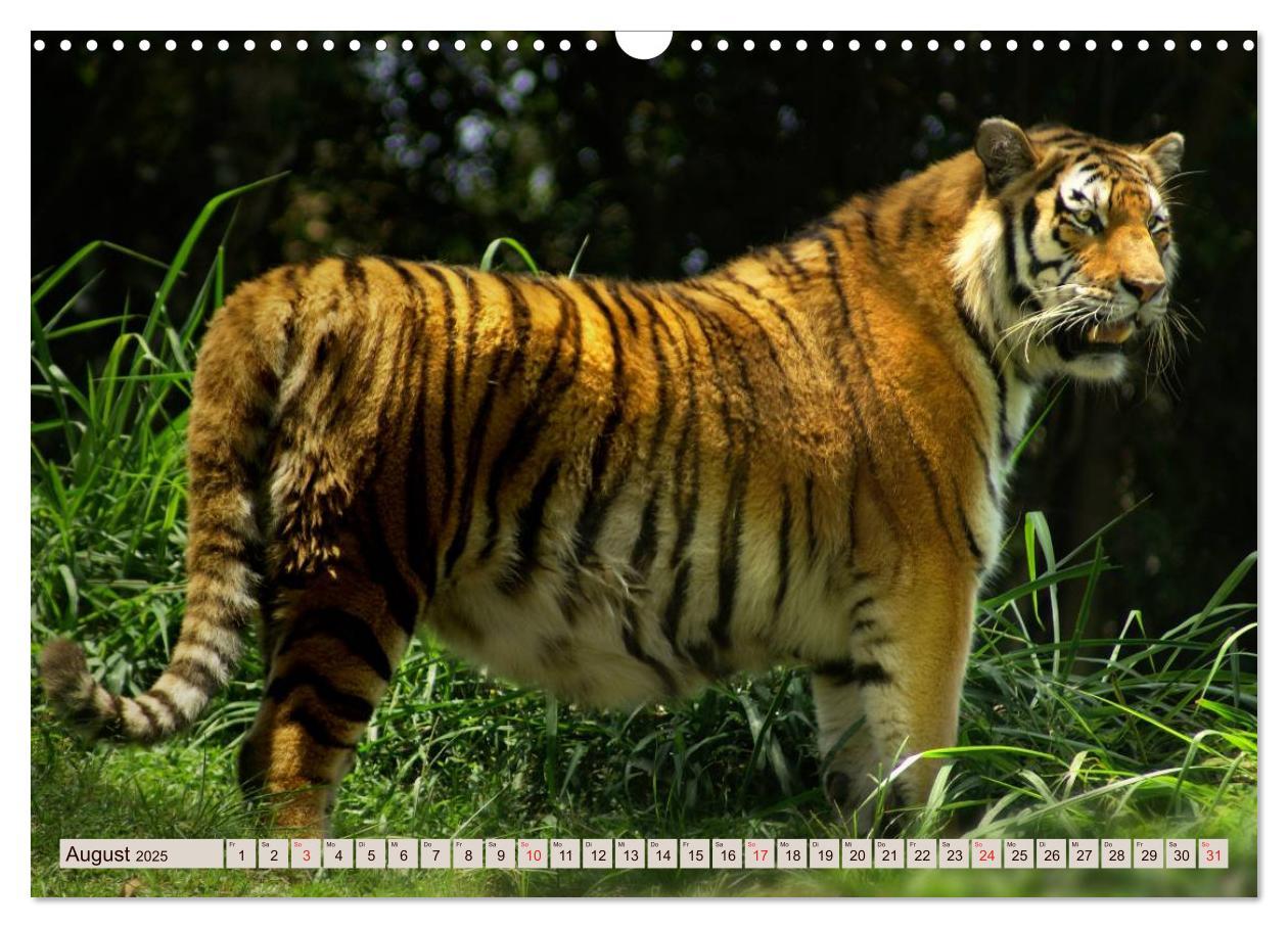 Bild: 9783435738533 | Tiger. Gestreift, wild u. schön (Wandkalender 2025 DIN A3 quer),...