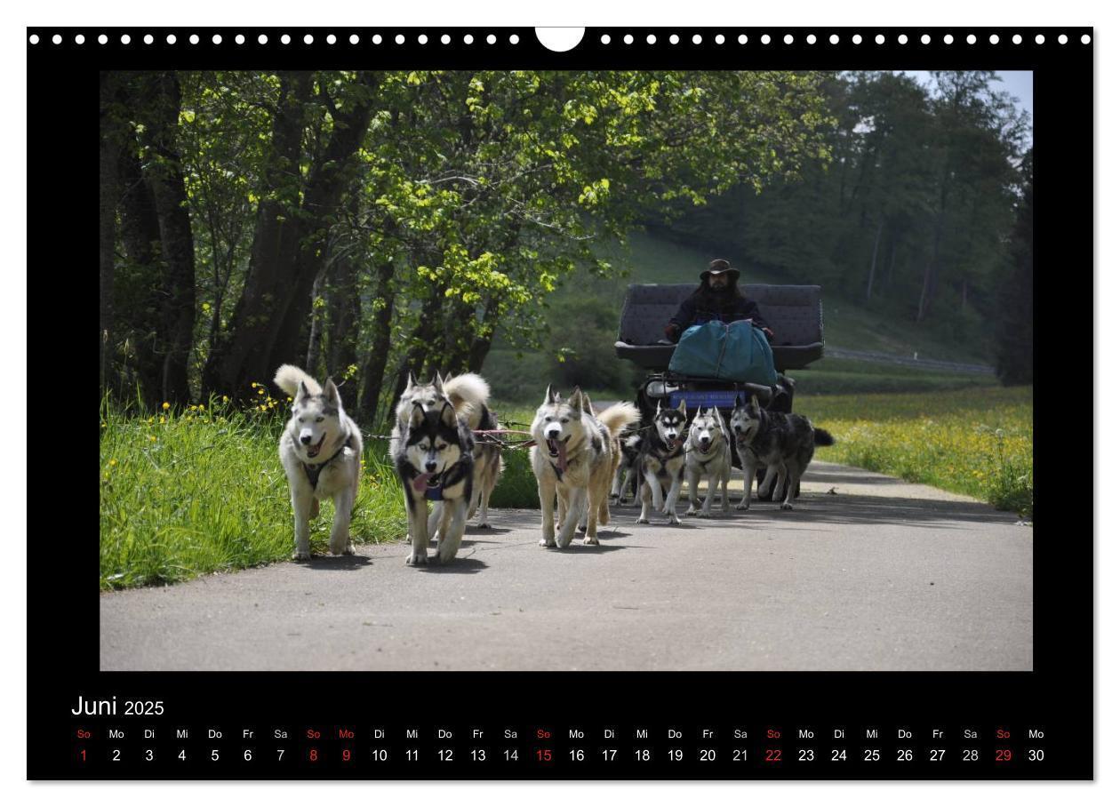 Bild: 9783435837342 | Husky-Kalender (Wandkalender 2025 DIN A3 quer), CALVENDO...