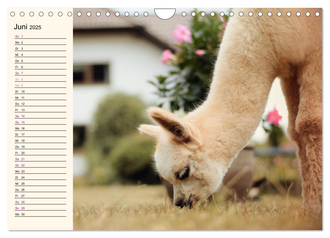 Bild: 9783435301652 | Alpakas im Blumenzauber (Wandkalender 2025 DIN A4 quer), CALVENDO...