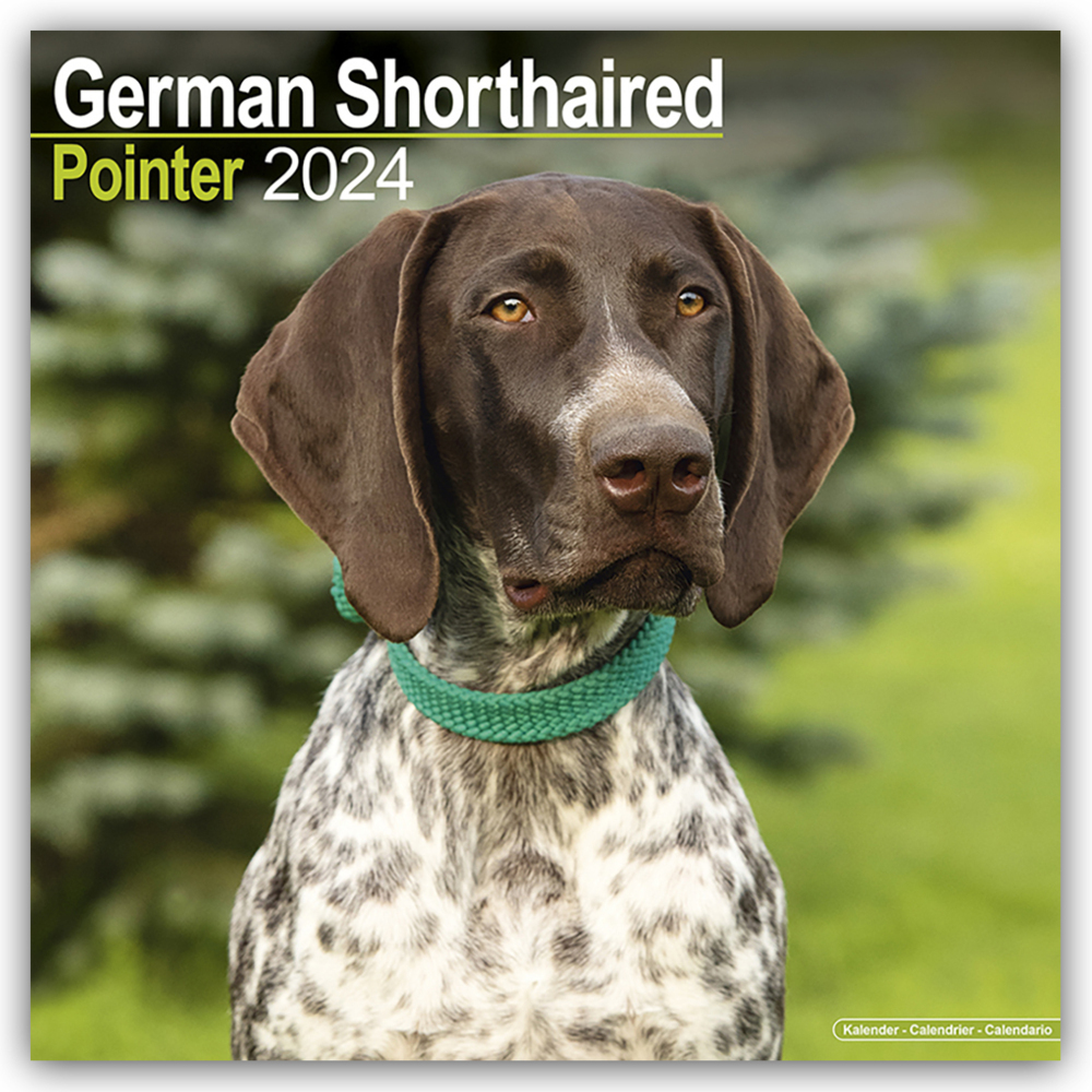 Cover: 9781804600481 | German Shorthaired Pointer - Deutsch Kurzhaar 2024 - 16-Monatskalender