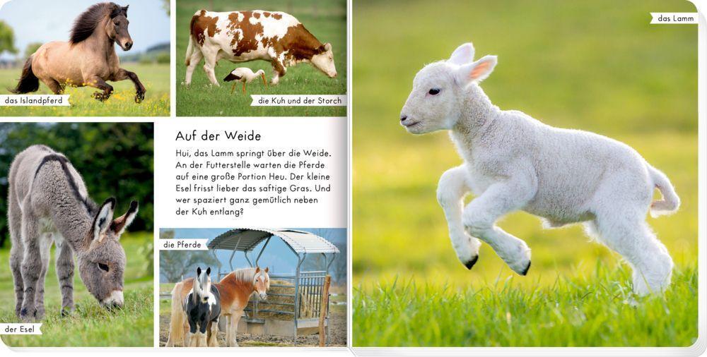 Bild: 9783649644873 | Meine liebsten Tiere auf dem Bauernhof | Buch | Pappe; matt | 28 S.
