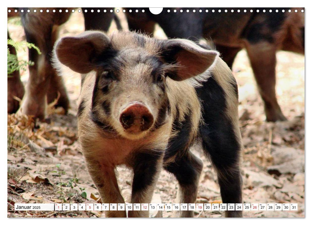 Bild: 9783435601936 | Von Säuen die Schwein haben! (Wandkalender 2025 DIN A3 quer),...