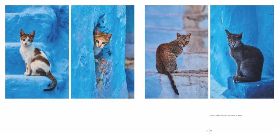 Bild: 9783954163182 | Katzen | Samtpfoten aus aller Welt | Tuul Morandi (u. a.) | Buch