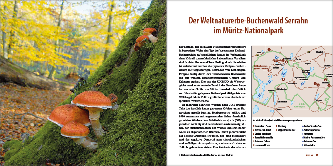 Bild: 9783942477185 | Mecklenburgs alte Buchenwälder | Klaus Borrmann | Buch | 2012