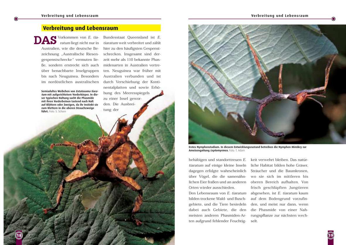 Bild: 9783866591233 | Die Australische Riesengespenstschrecke | Extatsosoma tiaratum | Buch