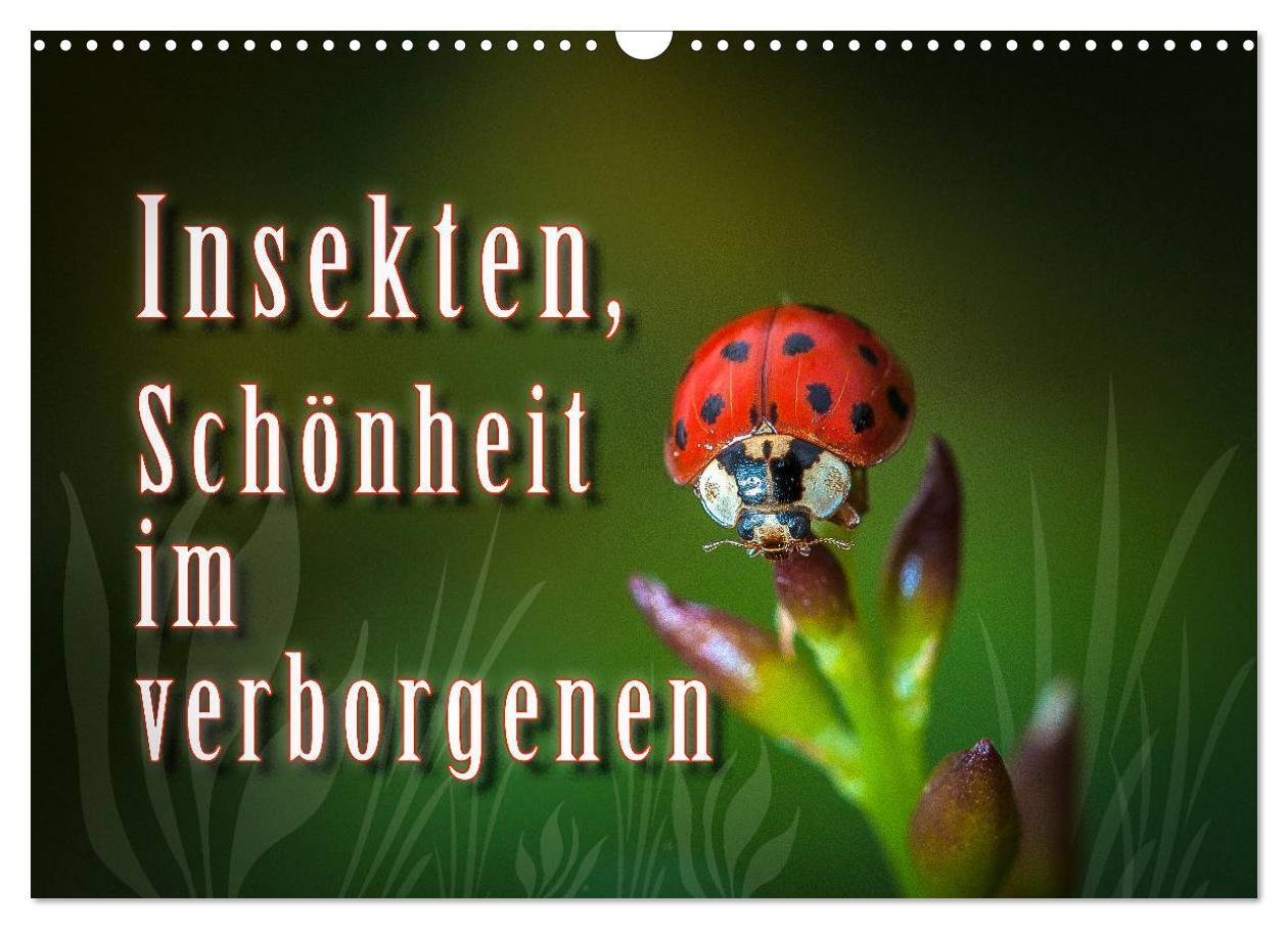Cover: 9783383387746 | Insekten, Schönheit im verborgenen (Wandkalender 2024 DIN A3 quer),...