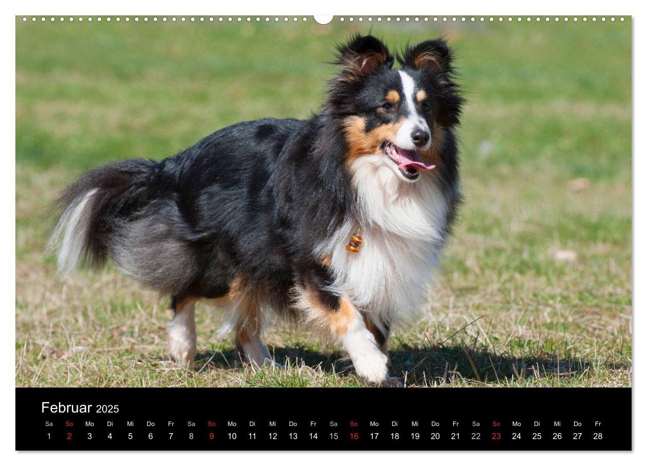 Bild: 9783435767892 | Sheltie 2025 (Wandkalender 2025 DIN A2 quer), CALVENDO Monatskalender