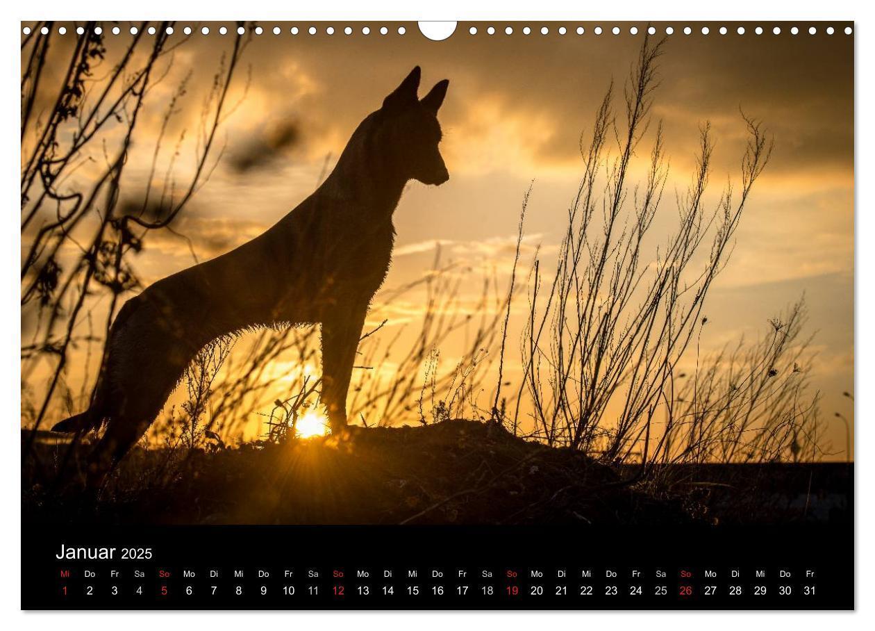 Bild: 9783435638697 | Belgische Schäferhunde - Der Malinois im Licht (Wandkalender 2025...