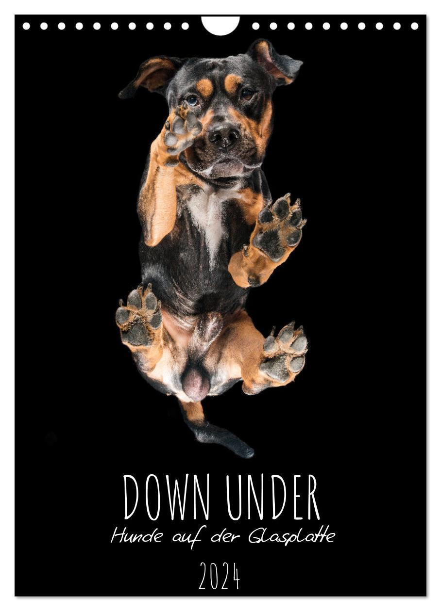 Cover: 9783675926875 | Down Under - Hunde auf der Glasplatte (Wandkalender 2024 DIN A4...