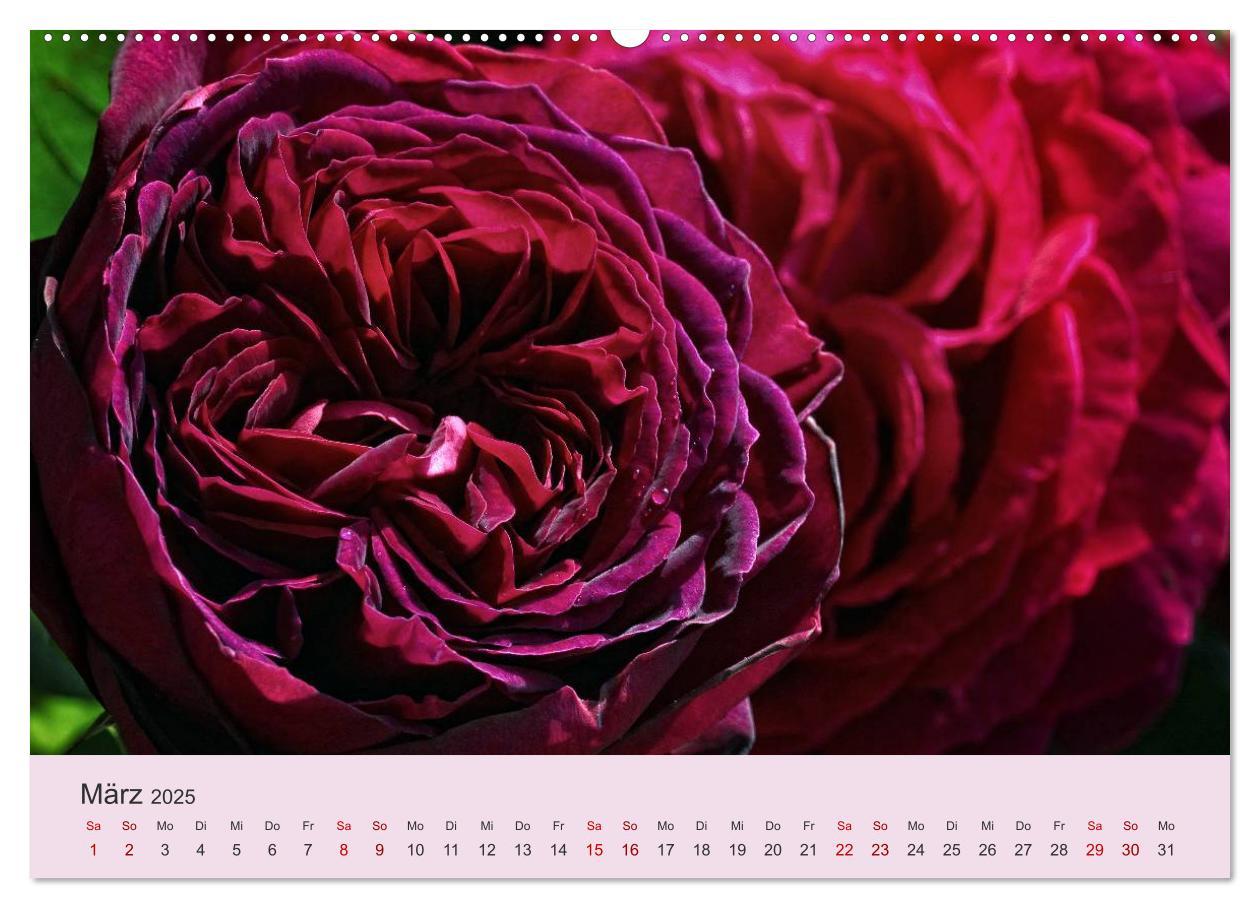 Bild: 9783435452743 | Rosen Reigen im Garten (Wandkalender 2025 DIN A2 quer), CALVENDO...