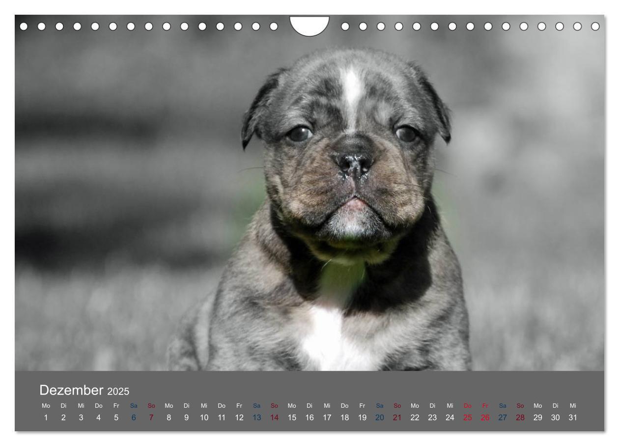 Bild: 9783435761524 | Bulldoggen-Zwerge (Wandkalender 2025 DIN A4 quer), CALVENDO...