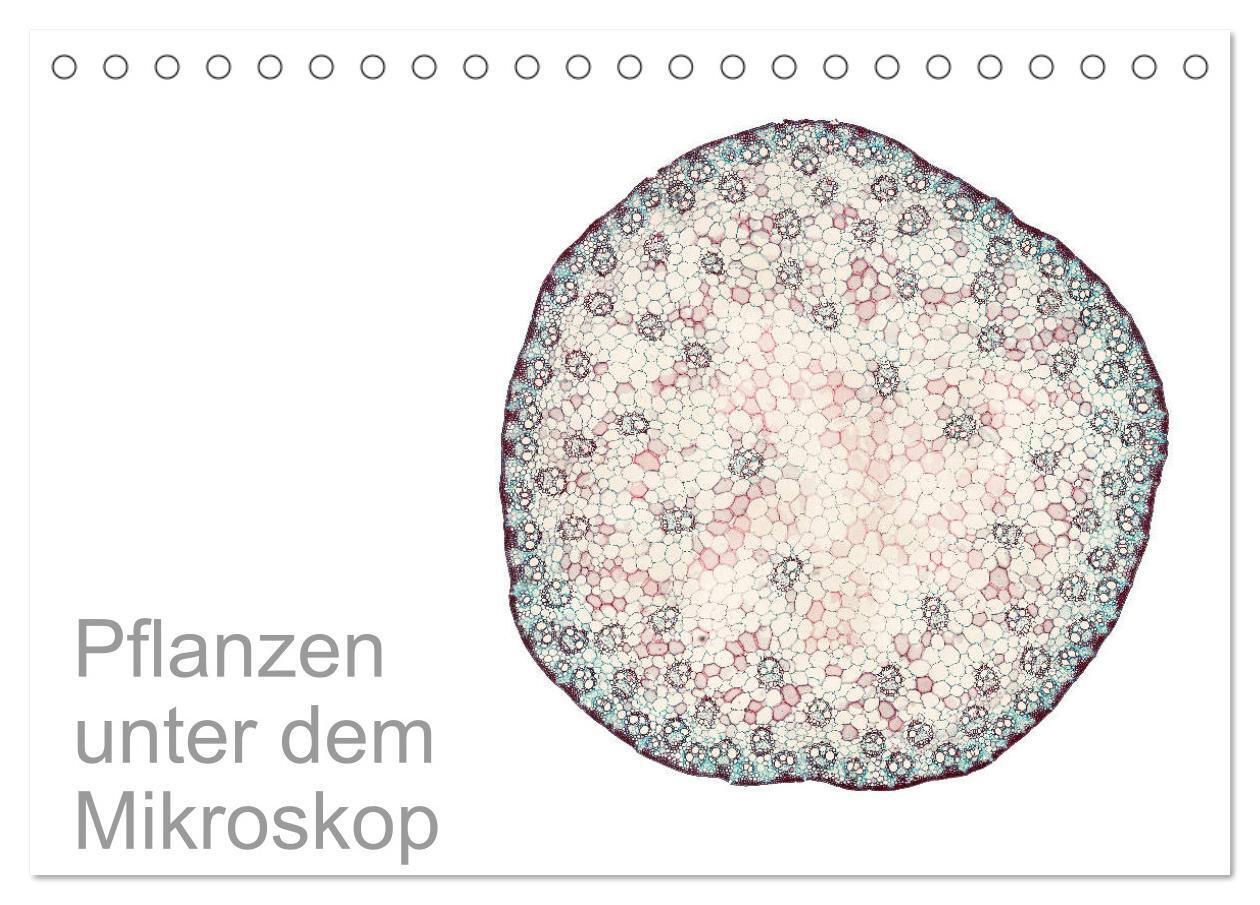 Cover: 9783383129247 | Pflanzen unter dem Mikroskop (Tischkalender 2024 DIN A5 quer),...