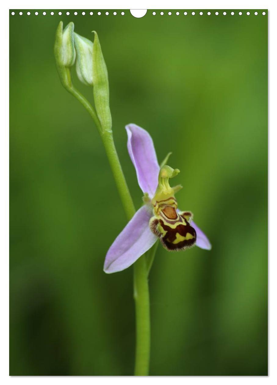 Bild: 9783457006801 | Juwelen der Natur - Ein Orchideensommer (Wandkalender 2025 DIN A3...