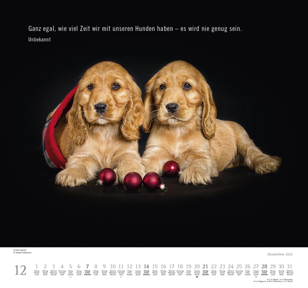 Bild: 4250809653365 | DUMONT - Hundeleben 2025 Wandkalender, 38x35,5cm,...